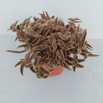 Cyanotis