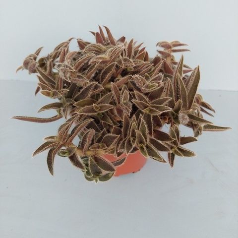 Cyanotis