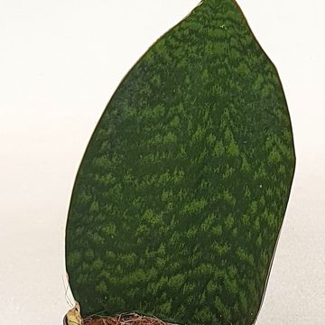 Sansevieria masoniana
