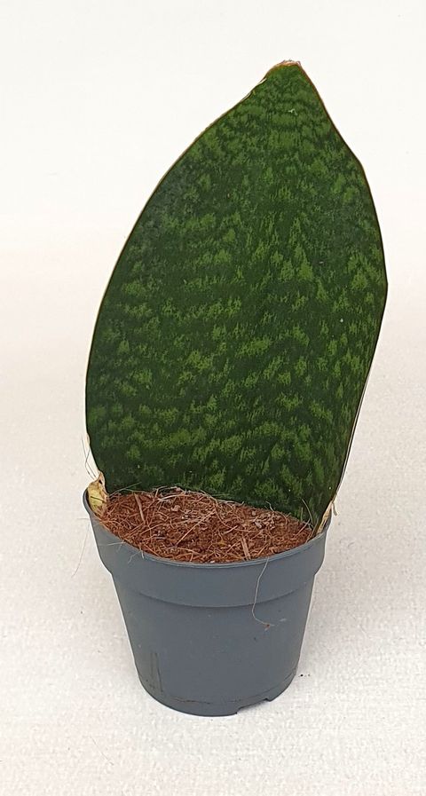 Sansevieria masoniana