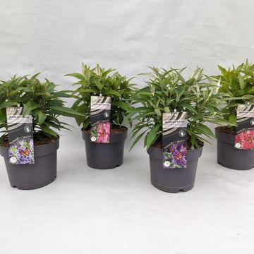 Buddleja davidii BUTTERFLY CANDY MIX
