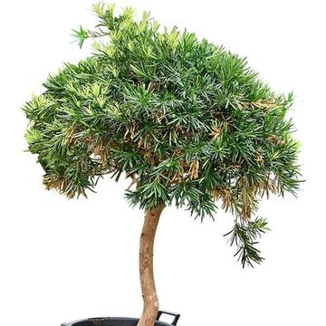 Podocarpus macrophyllus