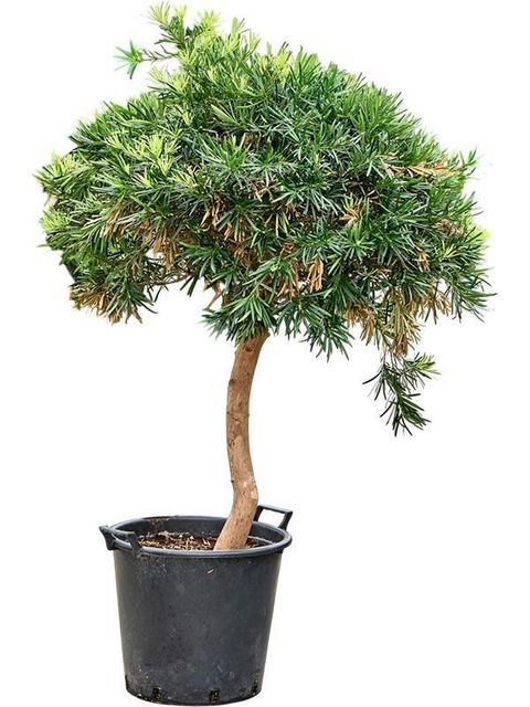 Podocarpus macrophyllus