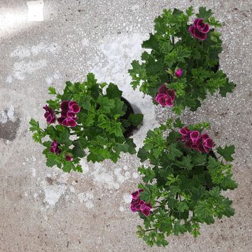 Pelargonium crispum 'Lemona'