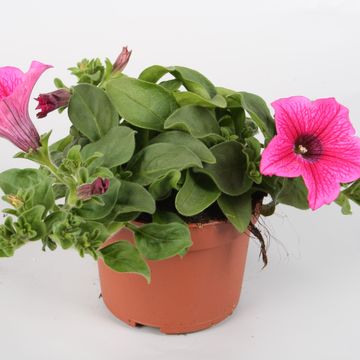 Petunia SURFINIA HOT PINK