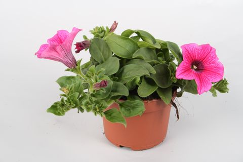 Петунія SURFINIA HOT PINK