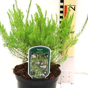 Diosma hirsuta 'Sunset Gold'