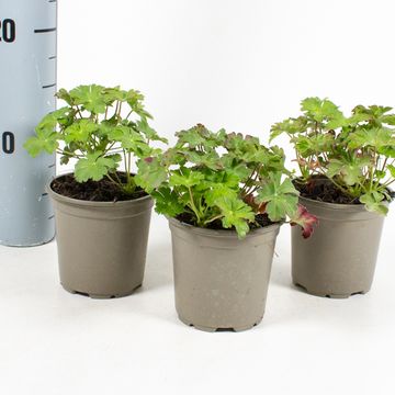 Geranium x cantabrigiense 'Karmina'