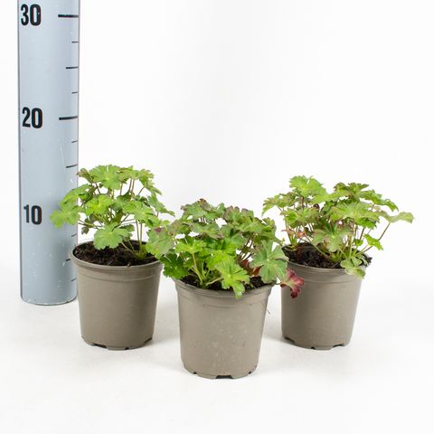 Geranium x cantabrigiense 'Karmina'