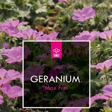 Geranium sanguineum 'Max Frei'