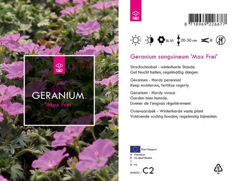 Geranium sanguineum 'Max Frei'