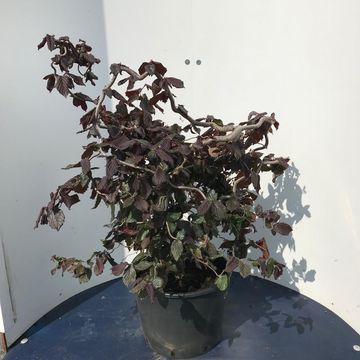 Corylus 'Red Majestic'