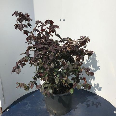 Corylus 'Red Majestic'