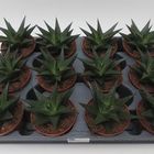 Haworthia limifolia