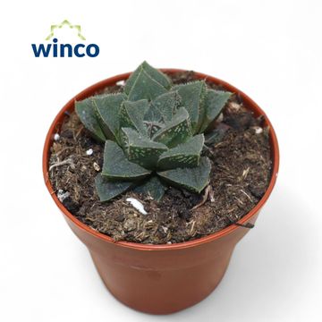 Haworthia pygmaea