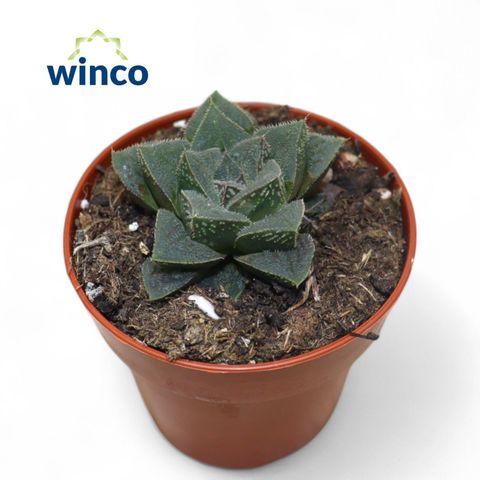 Haworthia pygmaea