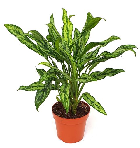 Aglaonema 'Miss Juliette'