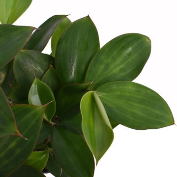 Monocostus uniflorus