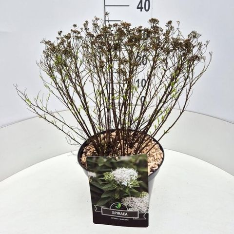 Spiraea japonica 'Albiflora'