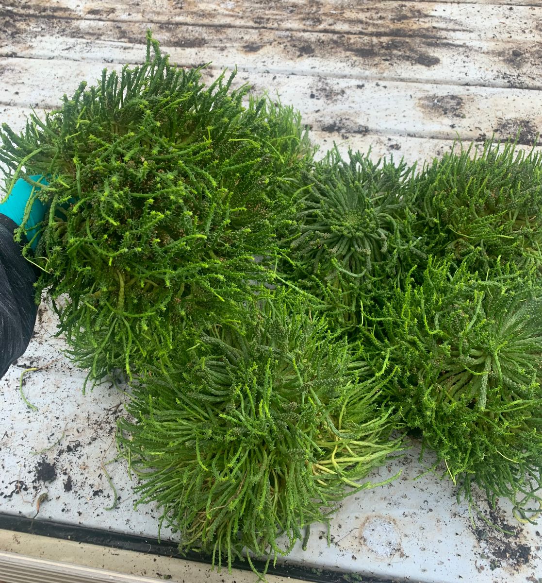 Euphorbia Pugniformis FlorAccess euphorbia-pugniformis-floraccess