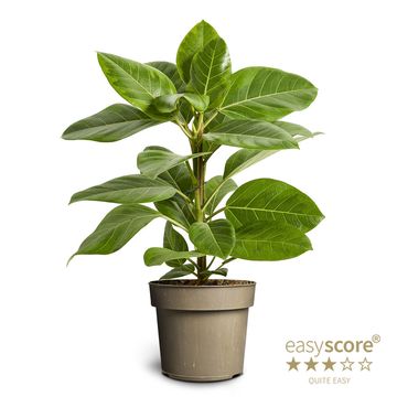 Ficus altissima