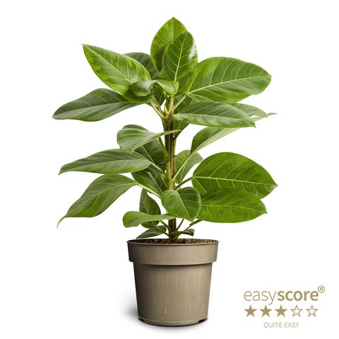 Ficus altissima