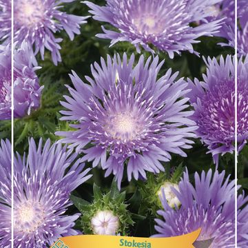 Stokesia MIX
