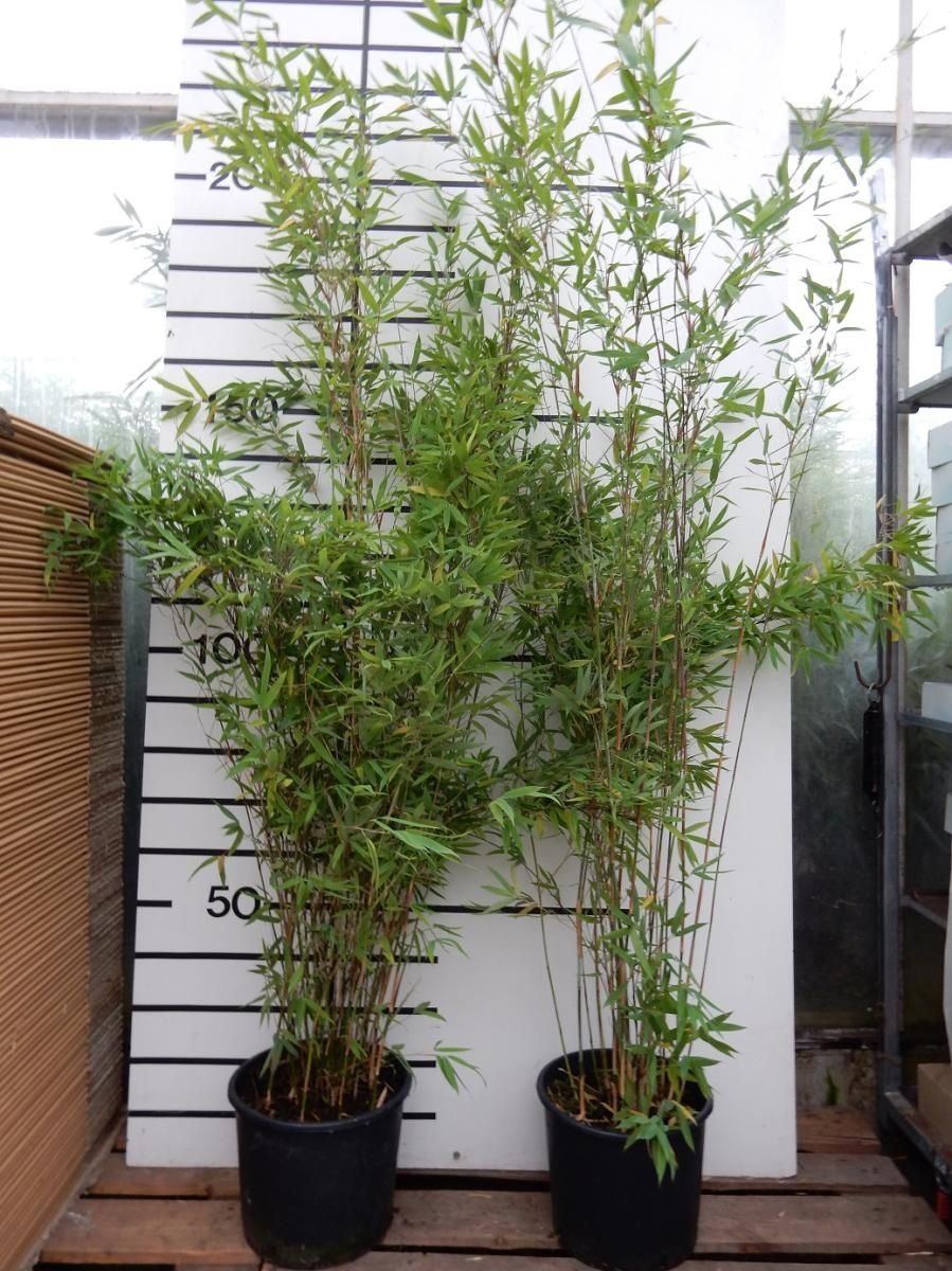 Fargesia 'Winter Joy'  Plant Wholesale FlorAccess