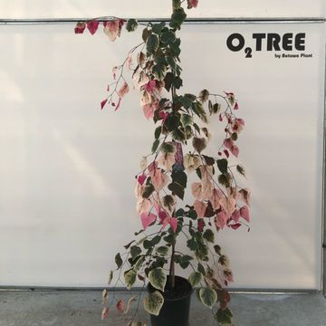 Cercis canadensis CAROLINA SWEETHEART