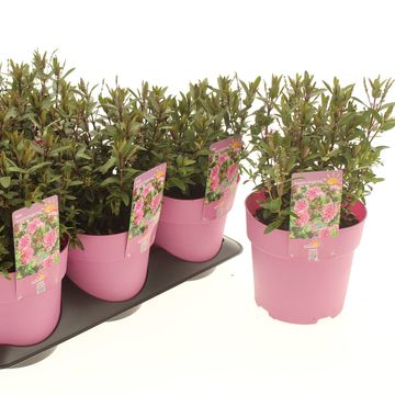 Hebe NAUGHTIES PINK