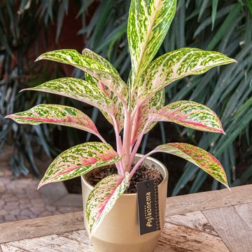 Aglaonema 'Coco Melon'