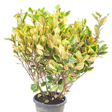 Elaeagnus pungens 'Variegata'
