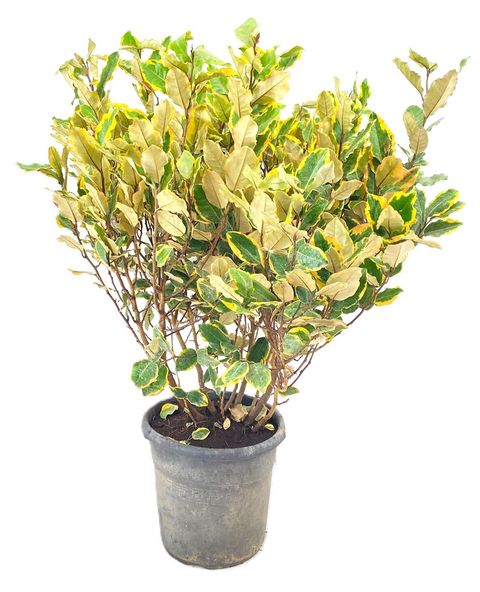 Elaeagnus pungens 'Variegata'