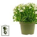 Campanula portenschlagiana 'White Get Mee'