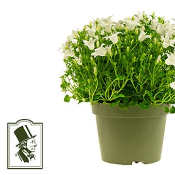Campanula portenschlagiana 'White Get Mee'
