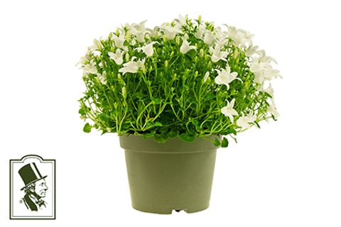 Campanula portenschlagiana 'White Get Mee'