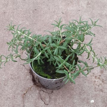 Rosmarinus officinalis 'Cascade'