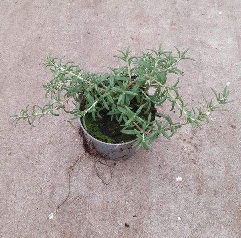 Rosmarinus officinalis 'Cascade'