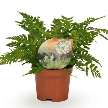 Polystichum tsus-simense