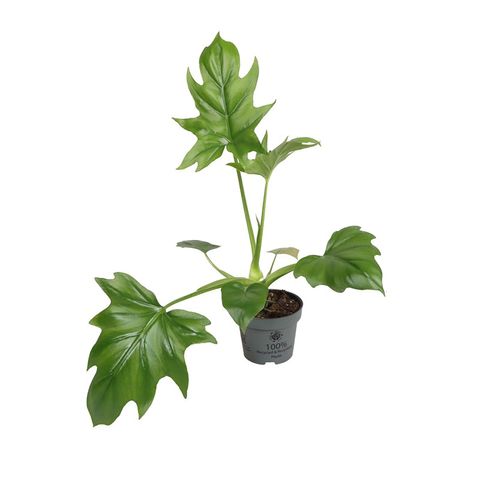 Philodendron warszewiczii