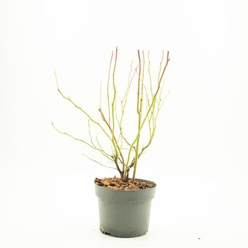 Vaccinium corymbosum 'Goldtraube 23'