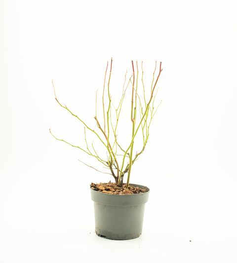 Vaccinium corymbosum 'Goldtraube 23'