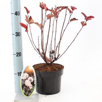 Physocarpus opulifolius 'Red Baron'