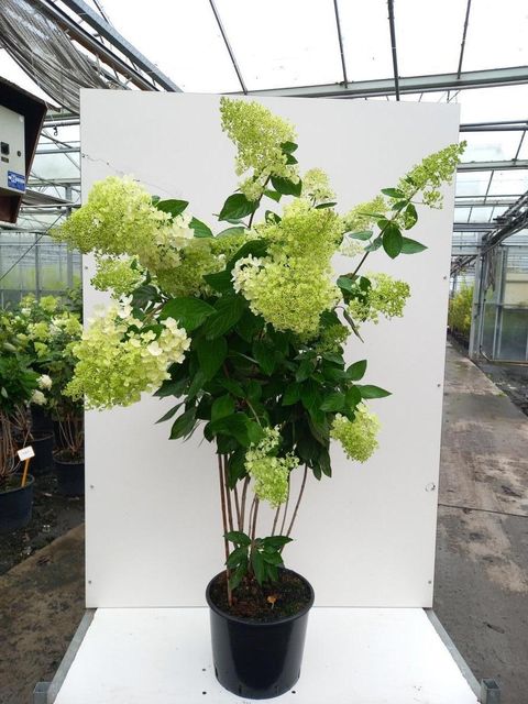 Hydrangea paniculata 'Grandiflora'
