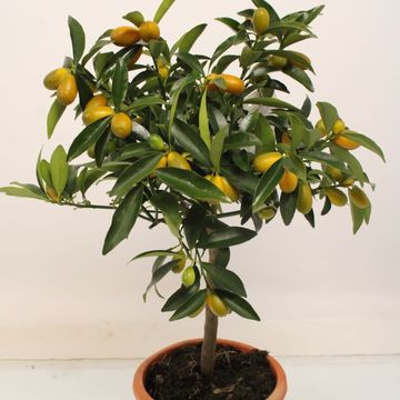 Citrus japonica