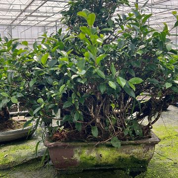 Ficus retusa