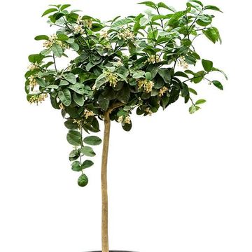 Citrus x paradisi 'Lipo'