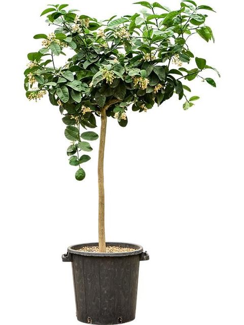 Citrus x paradisi 'Lipo'