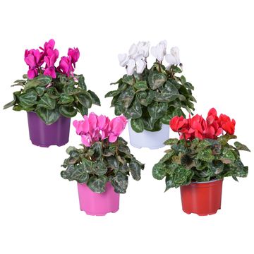 Cyclamen persicum SUPER SERIE S ALLURE MIX