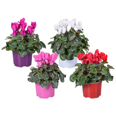 Cyclamen persicum SUPER SERIE S ALLURE MIX